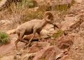Desert Bighorn Sheep-6011.jpg